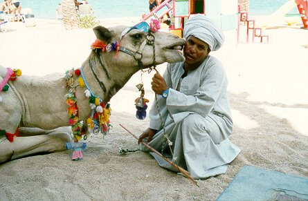 Camel kissing